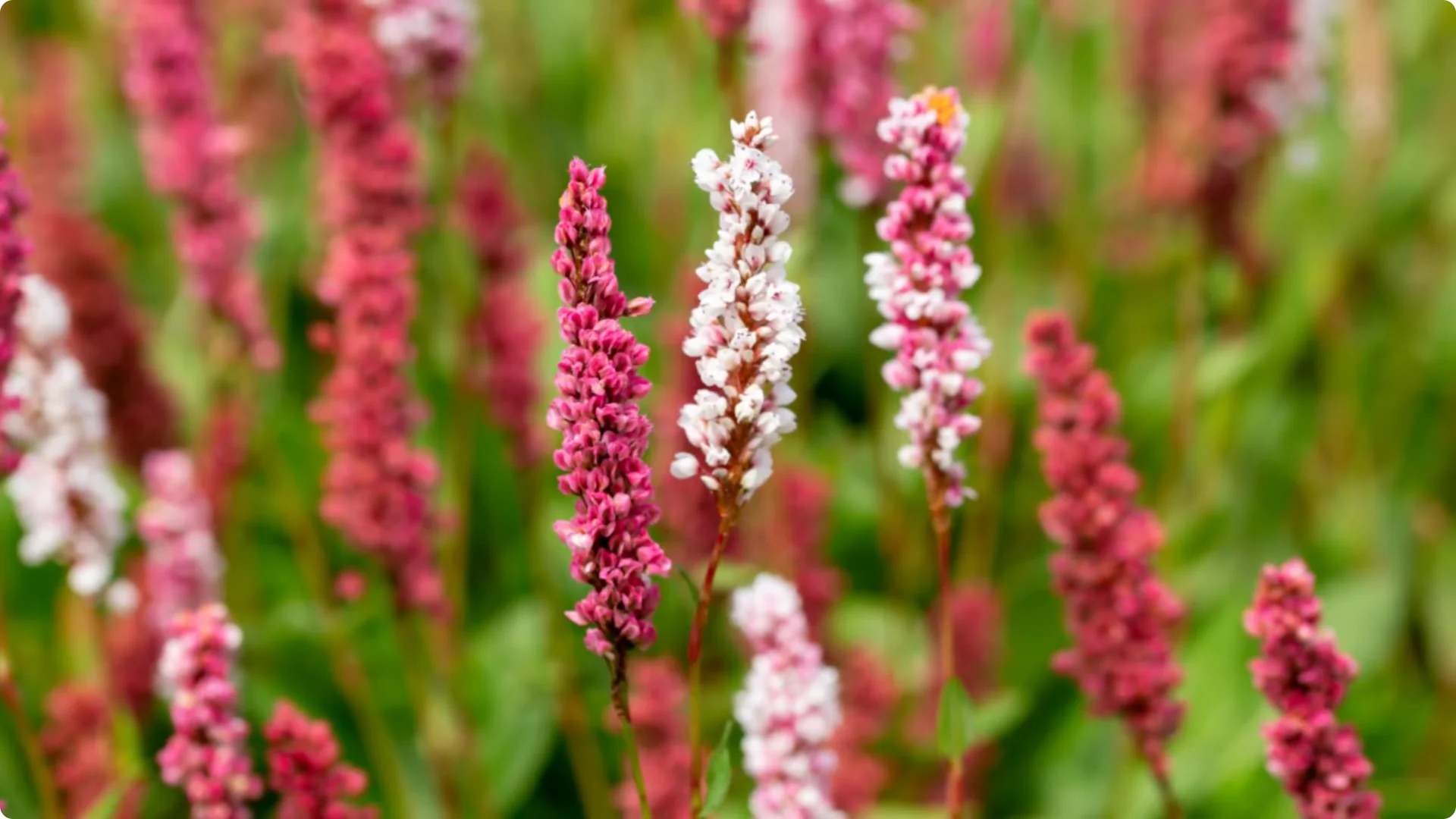 10 Beautiful Perennials That You Need to Plant in May screenshot 8