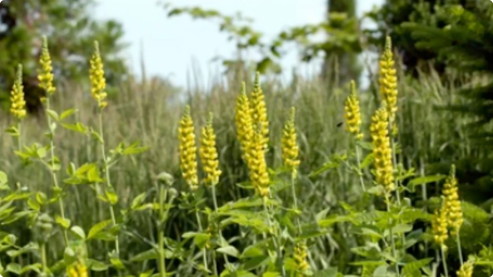 10 Beautiful Perennials That You Need to Plant in May screenshot 9