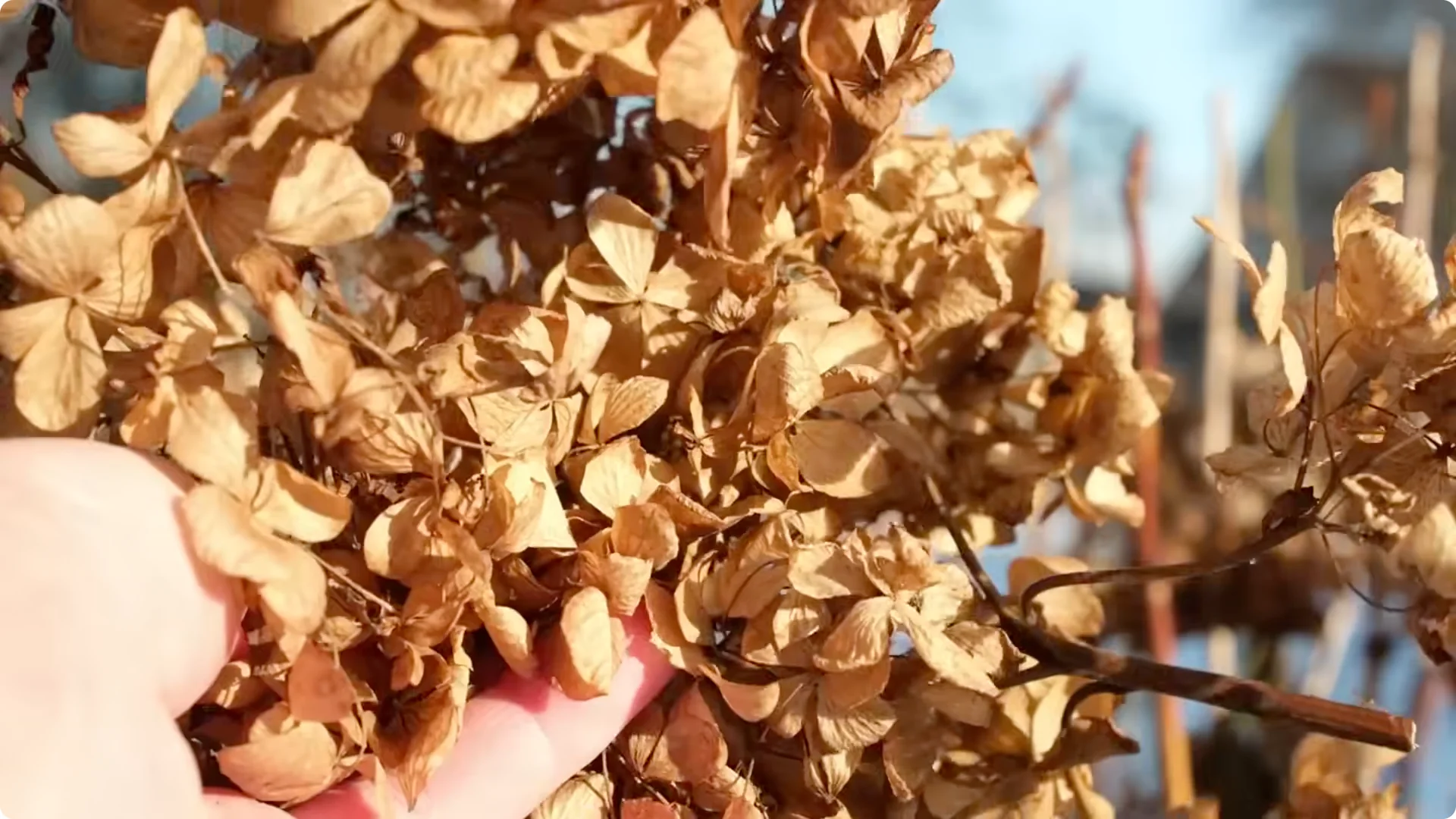 10 Common Mistakes Why Your Hydrangeas Won’t Bloom screenshot 1
