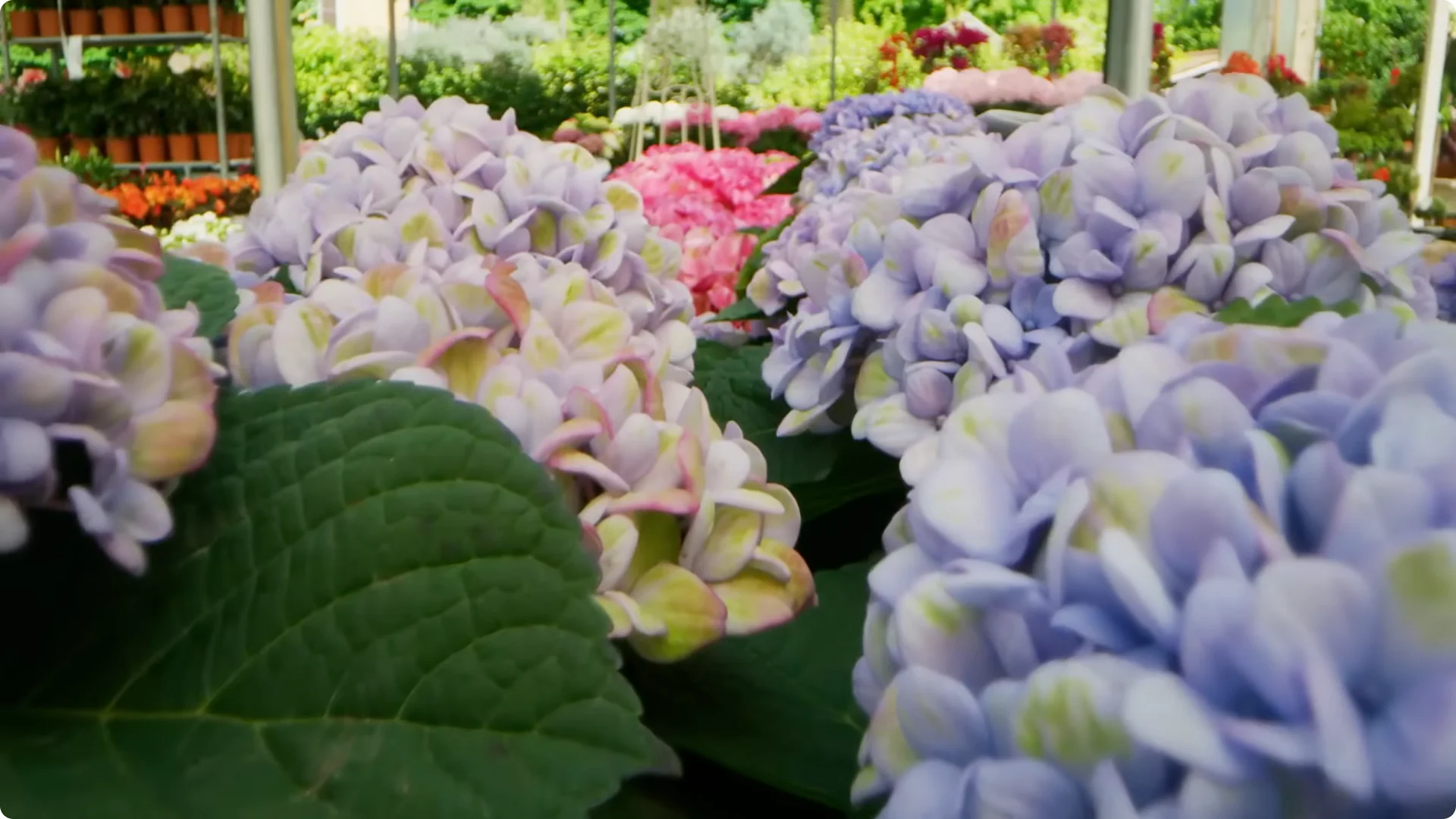 10 Common Mistakes Why Your Hydrangeas Won’t Bloom screenshot 10