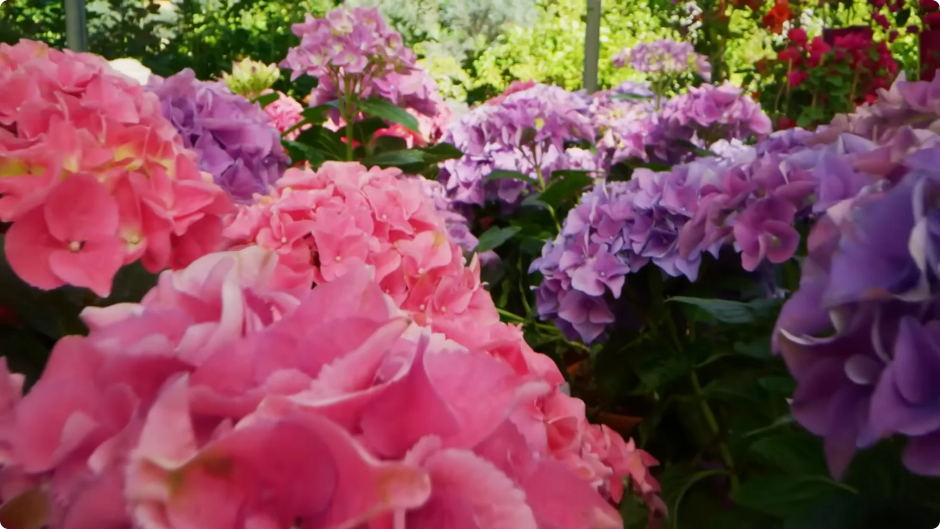 10 Common Mistakes Why Your Hydrangeas Won’t Bloom screenshot 2