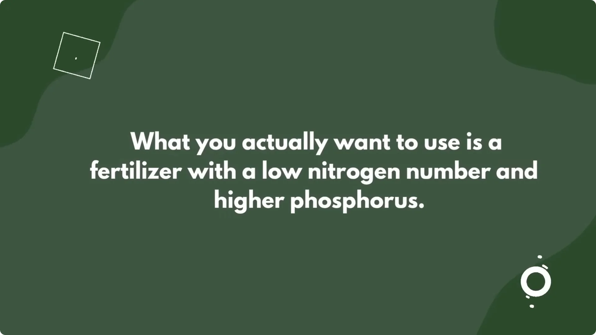 10 Common Mistakes Why Your Hydrangeas Won’t Bloom screenshot 3