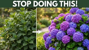 10 Common Mistakes Why Your Hydrangeas Won’t Bloom - Featured Image