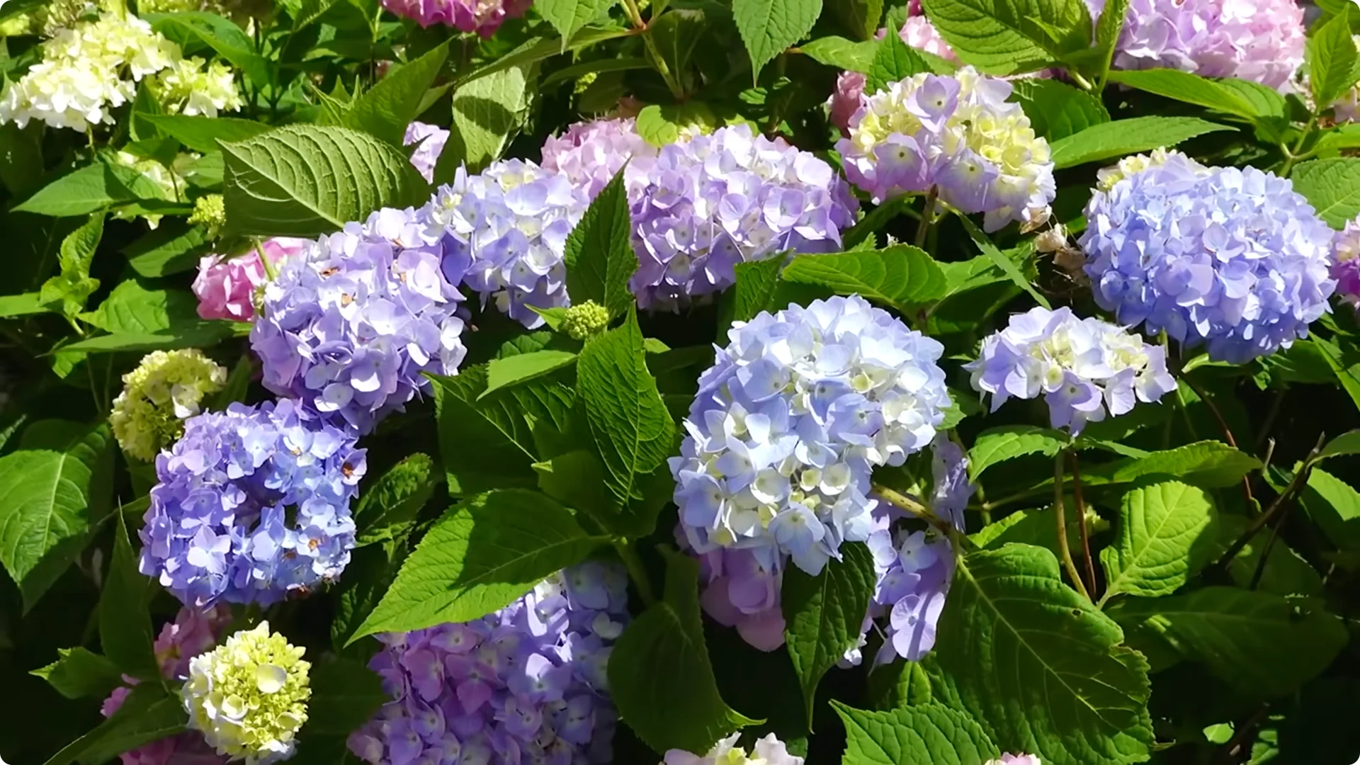 10 Common Mistakes Why Your Hydrangeas Won’t Bloom screenshot 4