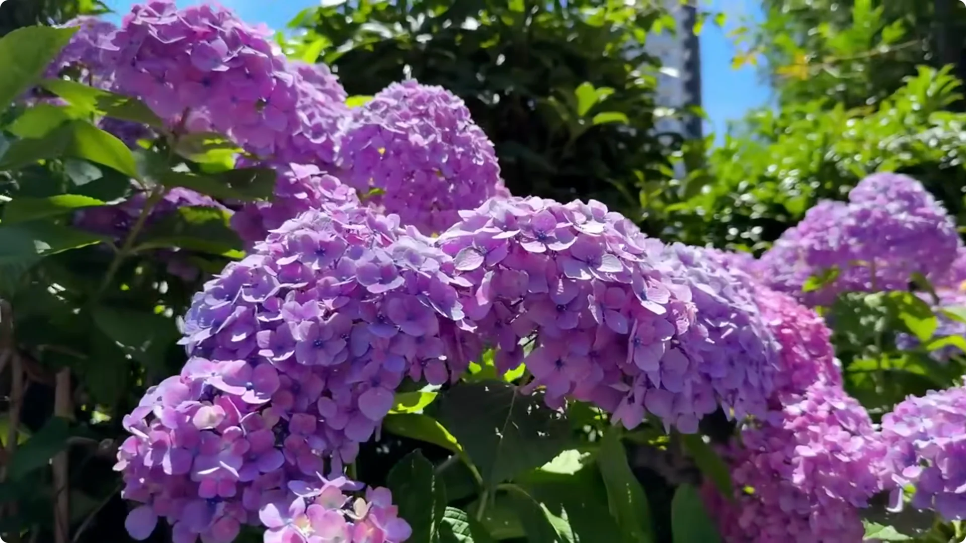 10 Common Mistakes Why Your Hydrangeas Won’t Bloom screenshot 6
