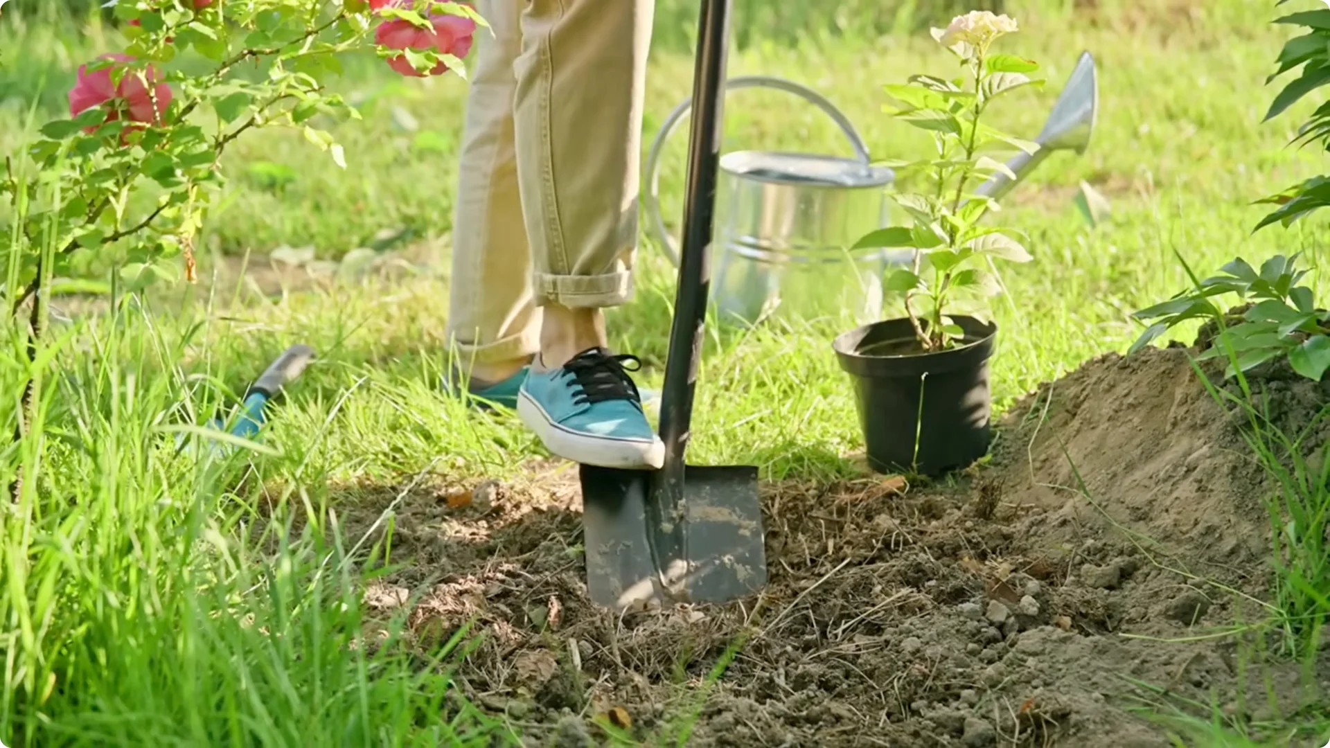 10 Common Mistakes Why Your Hydrangeas Won’t Bloom screenshot 9