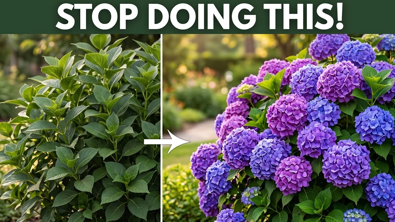 10 Common Mistakes Why Your Hydrangeas Won’t Bloom - Featured Image