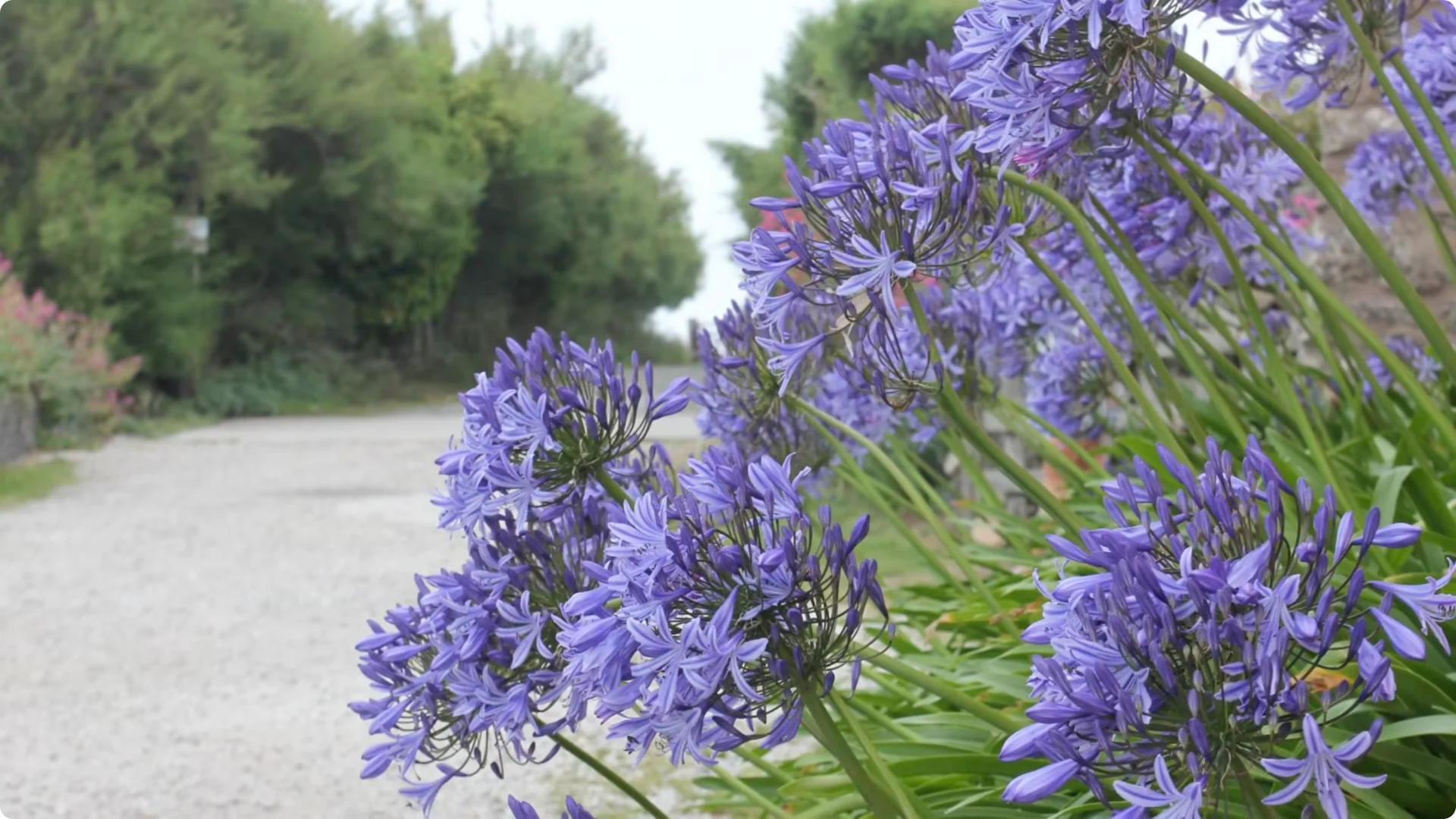 10 Lazy Perennials That Thrive in Pots screenshot 1