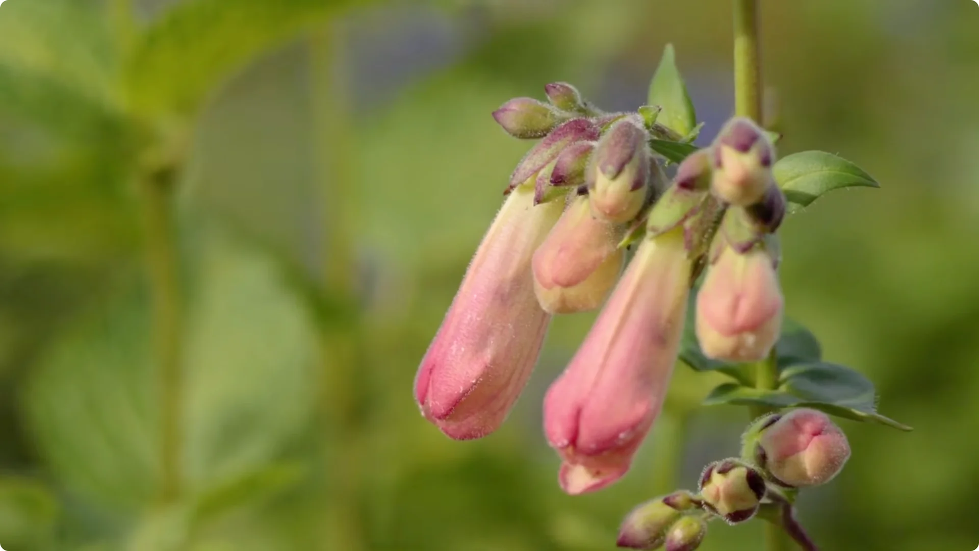 10 Lazy Perennials That Thrive in Pots screenshot 10