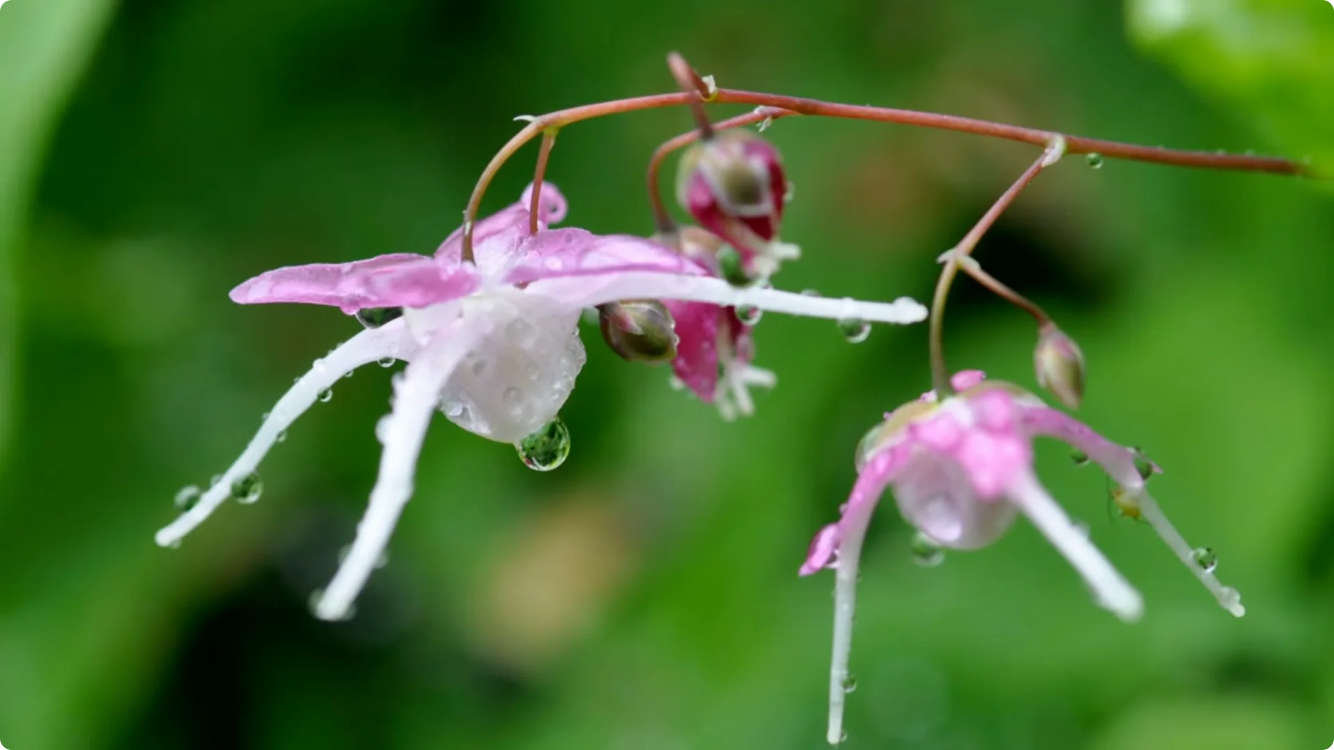 10 Lazy Perennials That Thrive in Pots screenshot 11