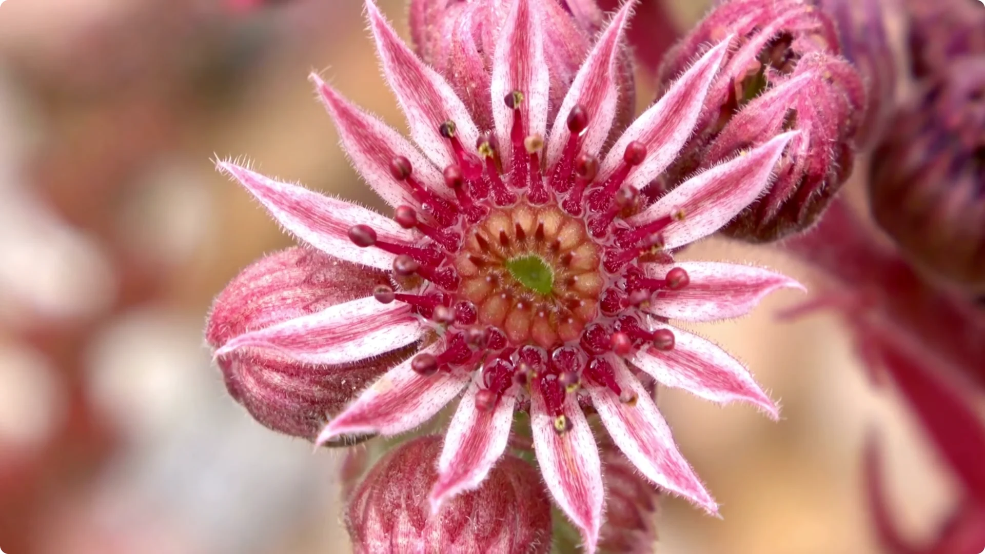 10 Lazy Perennials That Thrive in Pots screenshot 12