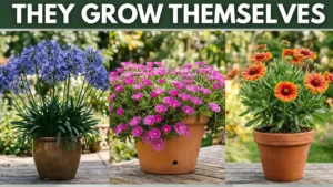 10 Lazy Perennials That Thrive in Pots - Featured Image