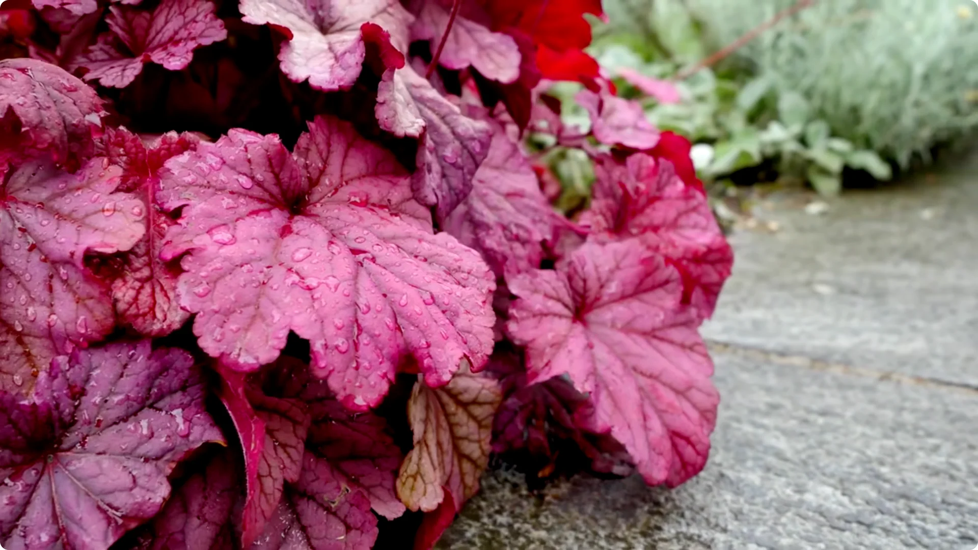 10 Lazy Perennials That Thrive in Pots screenshot 4