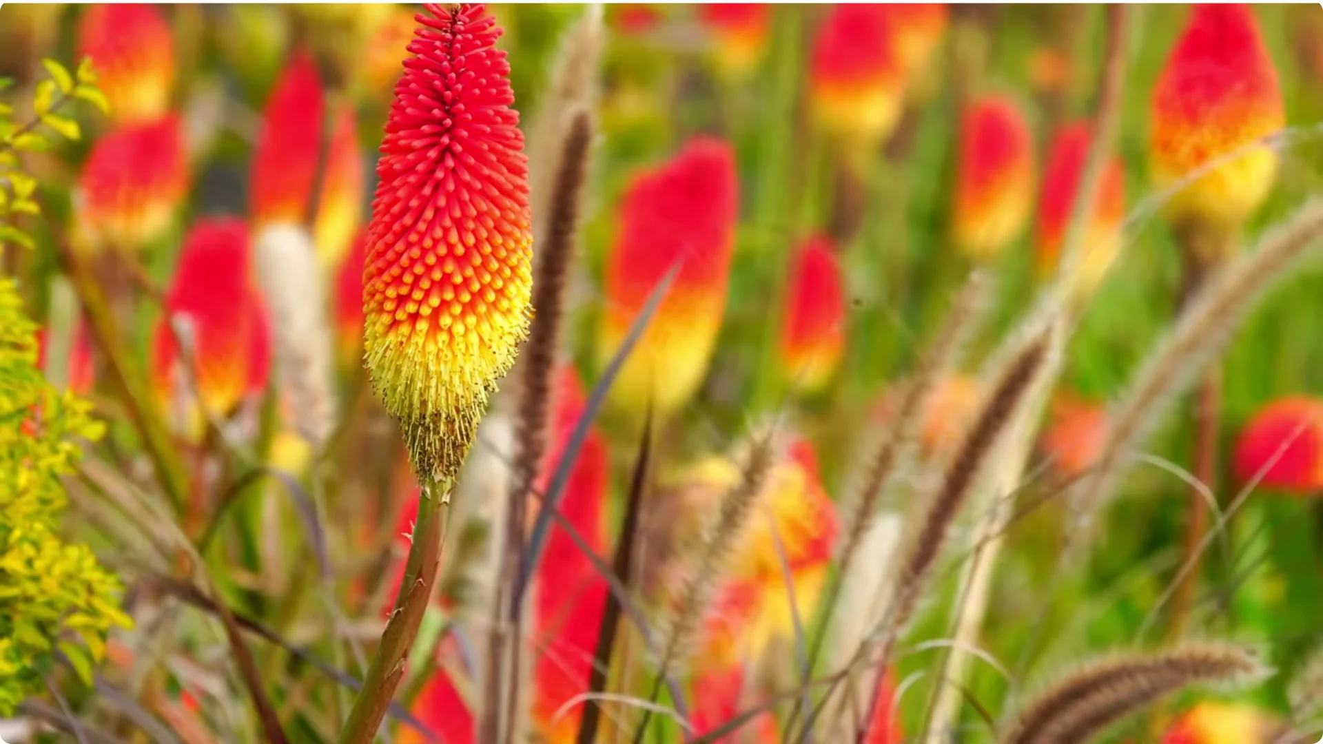 10 Lazy Perennials That Thrive in Pots screenshot 5