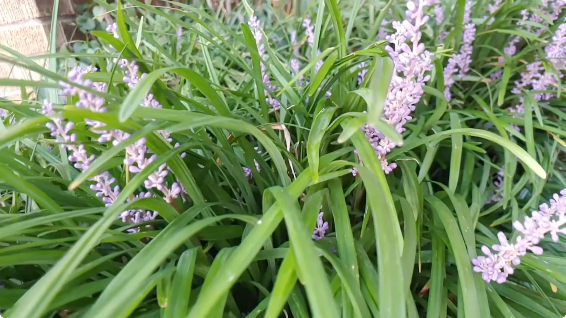 10 Lazy Perennials That Thrive in Pots screenshot 6