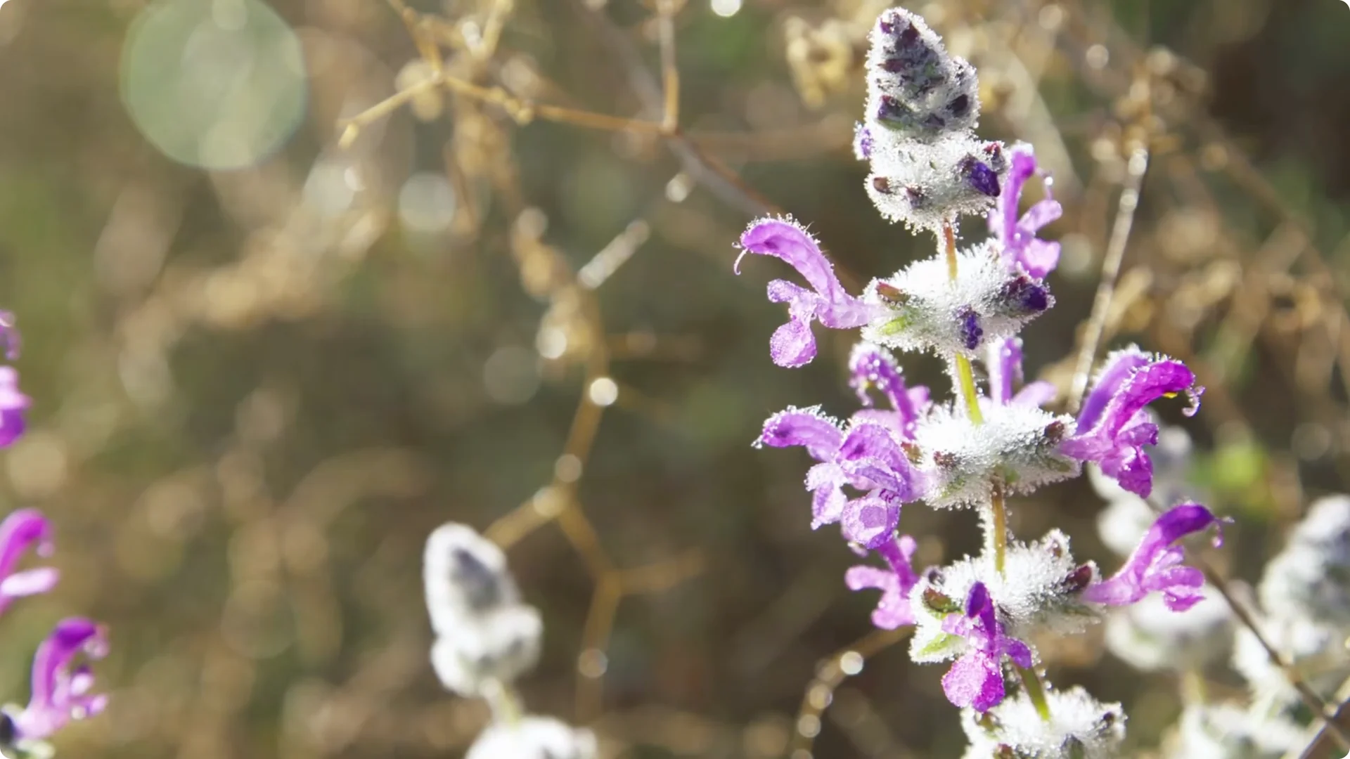 10 Lazy Perennials That Thrive in Pots screenshot 7