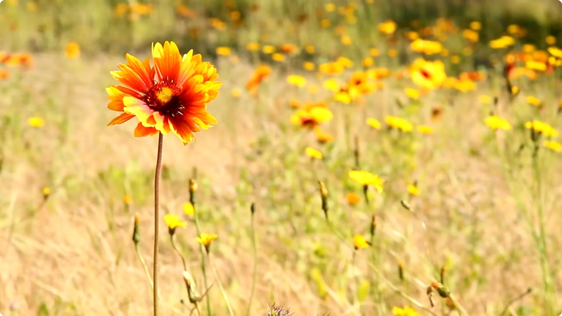 10 Lazy Perennials That Thrive in Pots screenshot 8