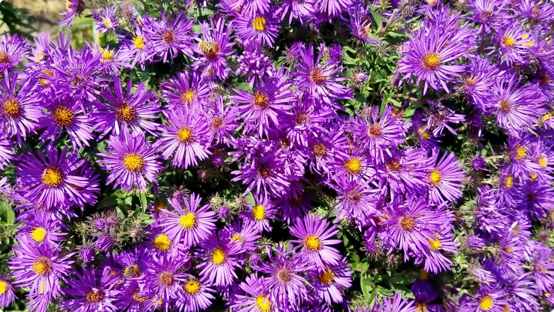 10 Lazy Perennials That Thrive in Pots screenshot 9