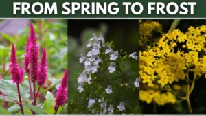 10 Perennials That Bloom From Spring to Frost - Featured Image