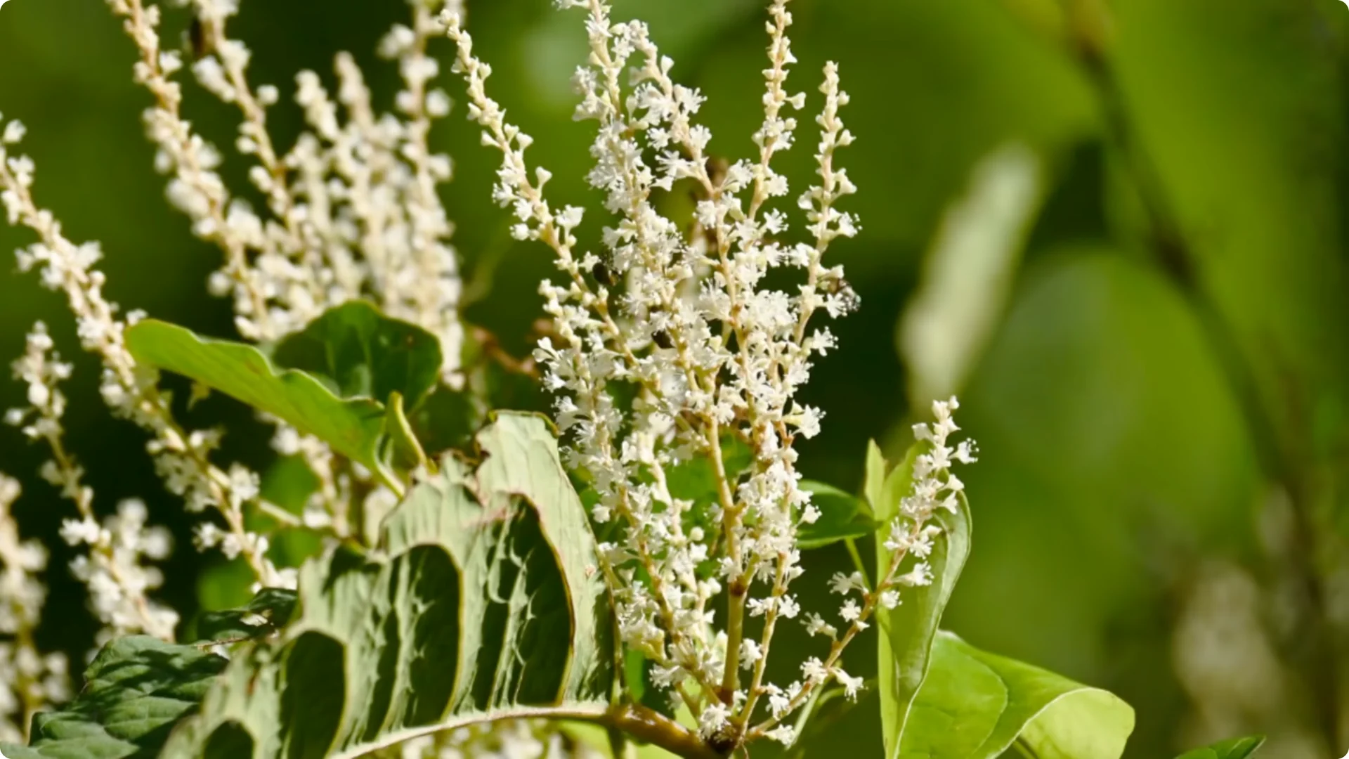 10 Perennials You Must Never Grow in Your Garden screenshot 1