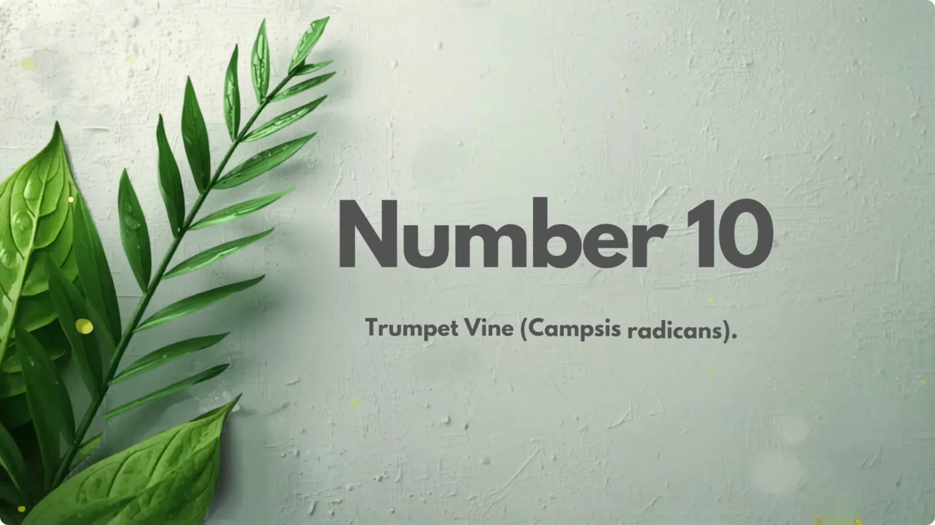 10 Perennials You Must Never Grow in Your Garden screenshot 10