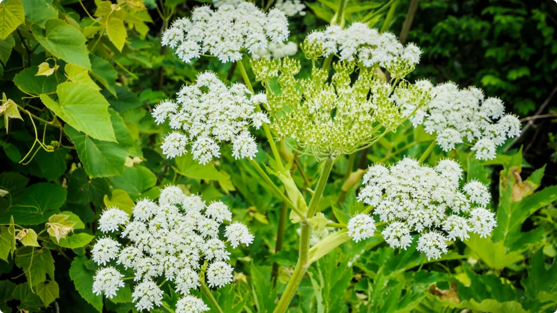 10 Perennials You Must Never Grow in Your Garden screenshot 2