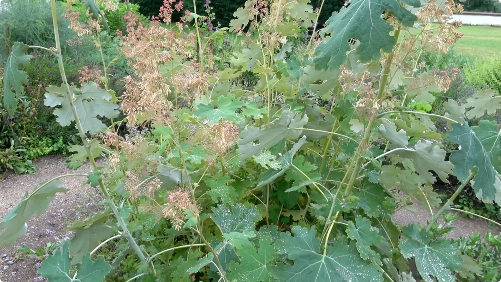 10 Perennials You Must Never Grow in Your Garden screenshot 4