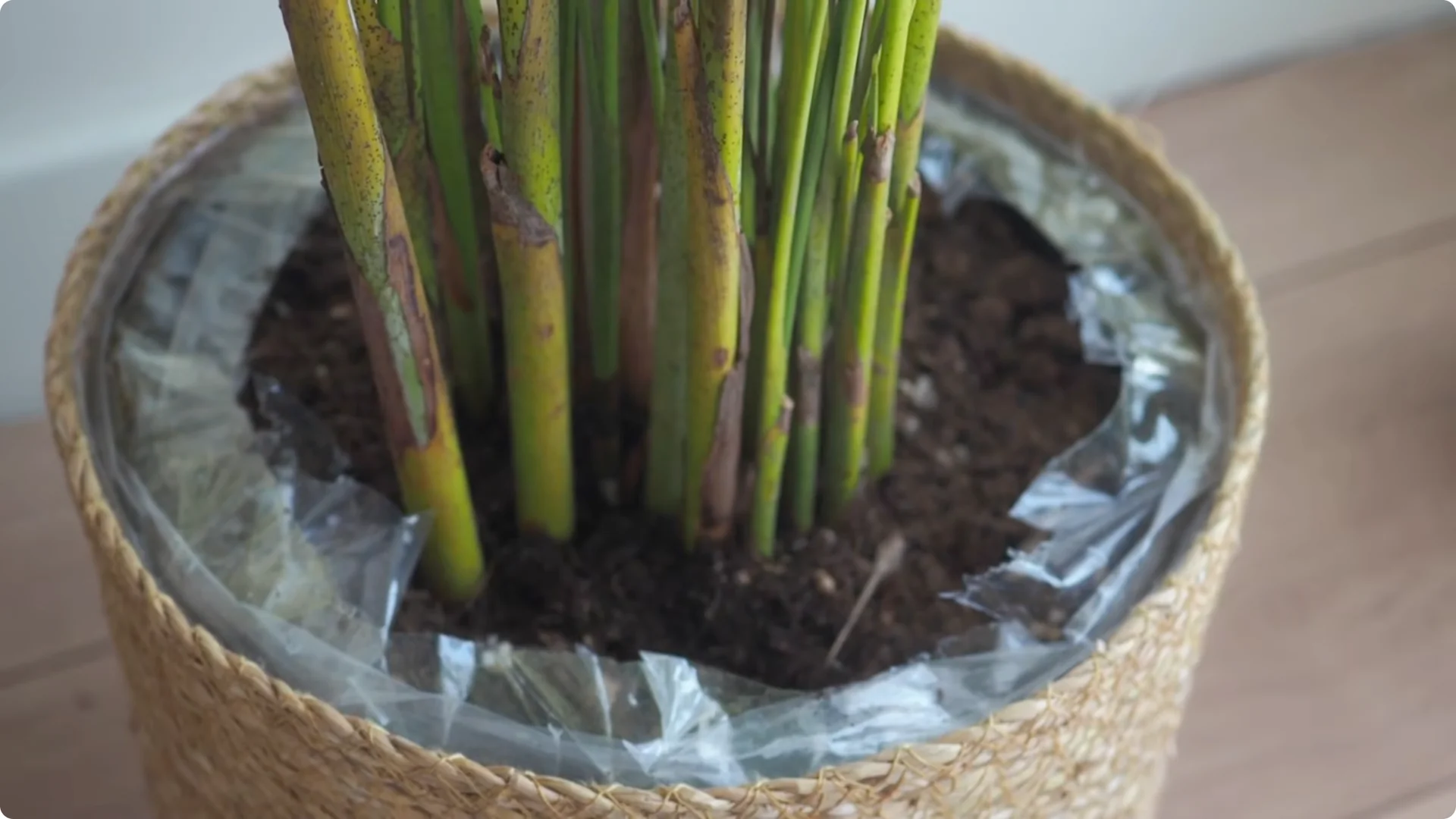 10 Perennials You Must Never Grow in Your Garden screenshot 5