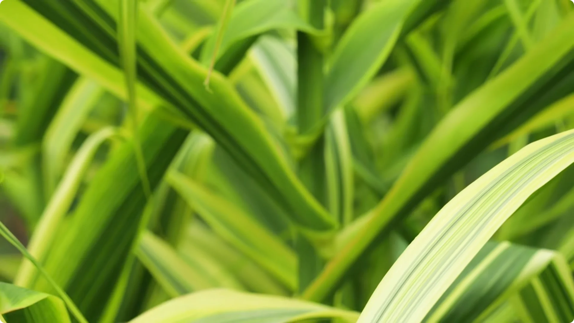 10 Perennials You Must Never Grow in Your Garden screenshot 6