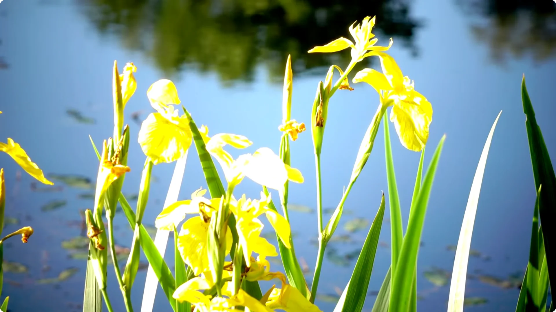 10 Perennials You Must Never Grow in Your Garden screenshot 7