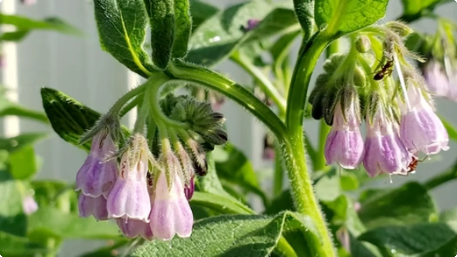 10 Perennials You Must Never Grow in Your Garden screenshot 8