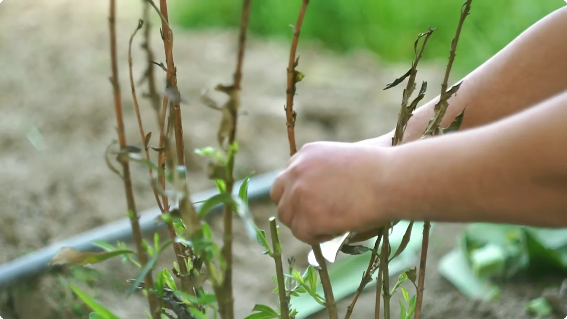10 Secrets to Growing Zinnias That Bloom Nonstop (Even If You're a Beginner) screenshot 2
