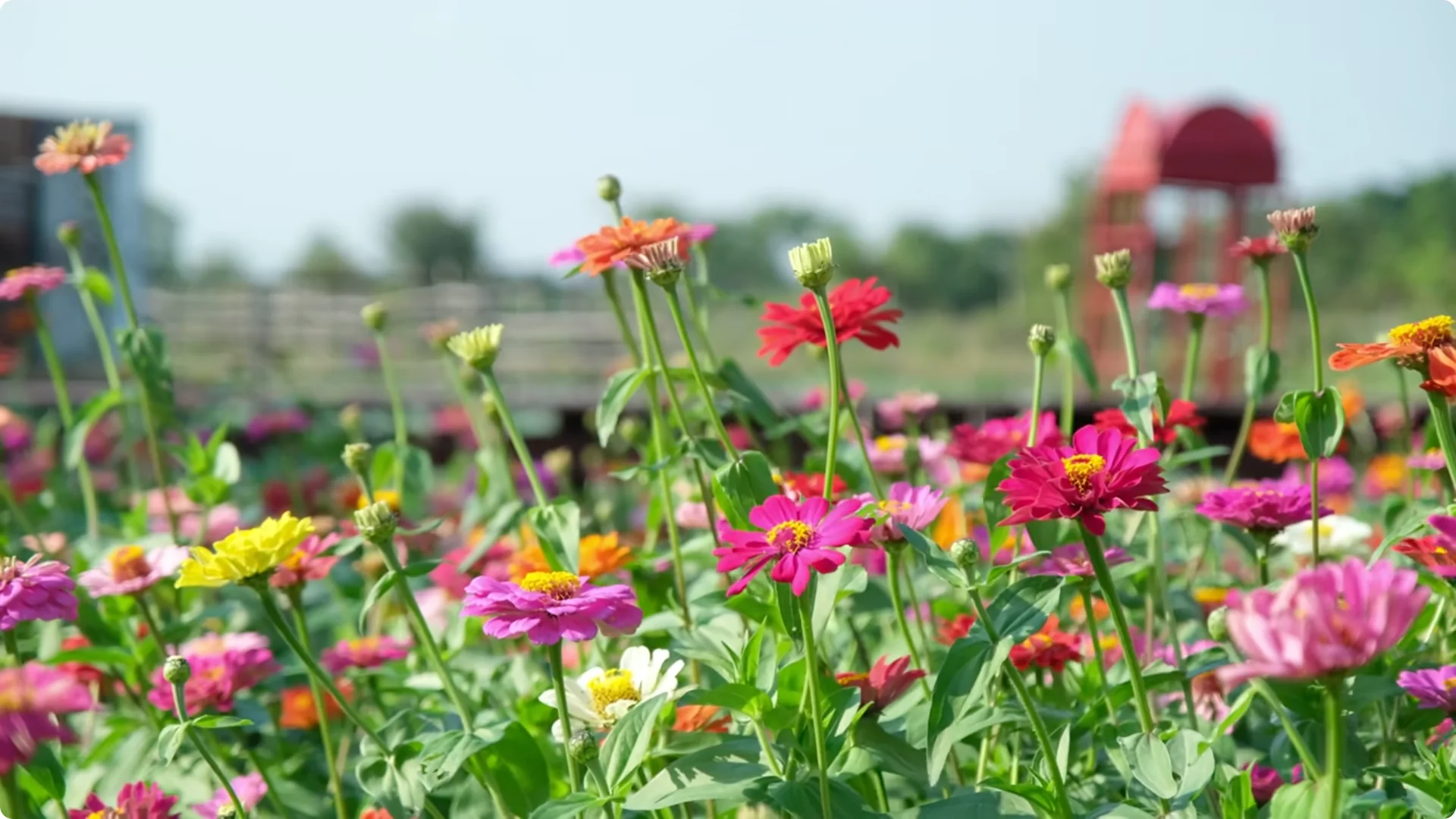 10 Secrets to Growing Zinnias That Bloom Nonstop (Even If You're a Beginner) screenshot 3