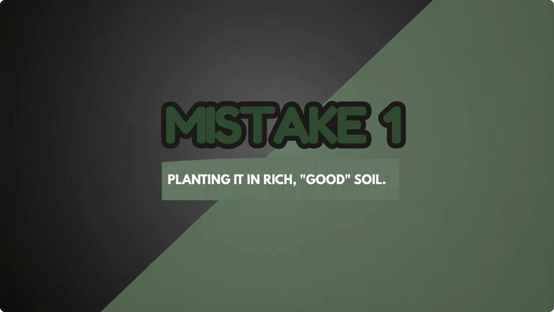 5 Mistakes You Must NEVER Make When Growing Lavender screenshot 1