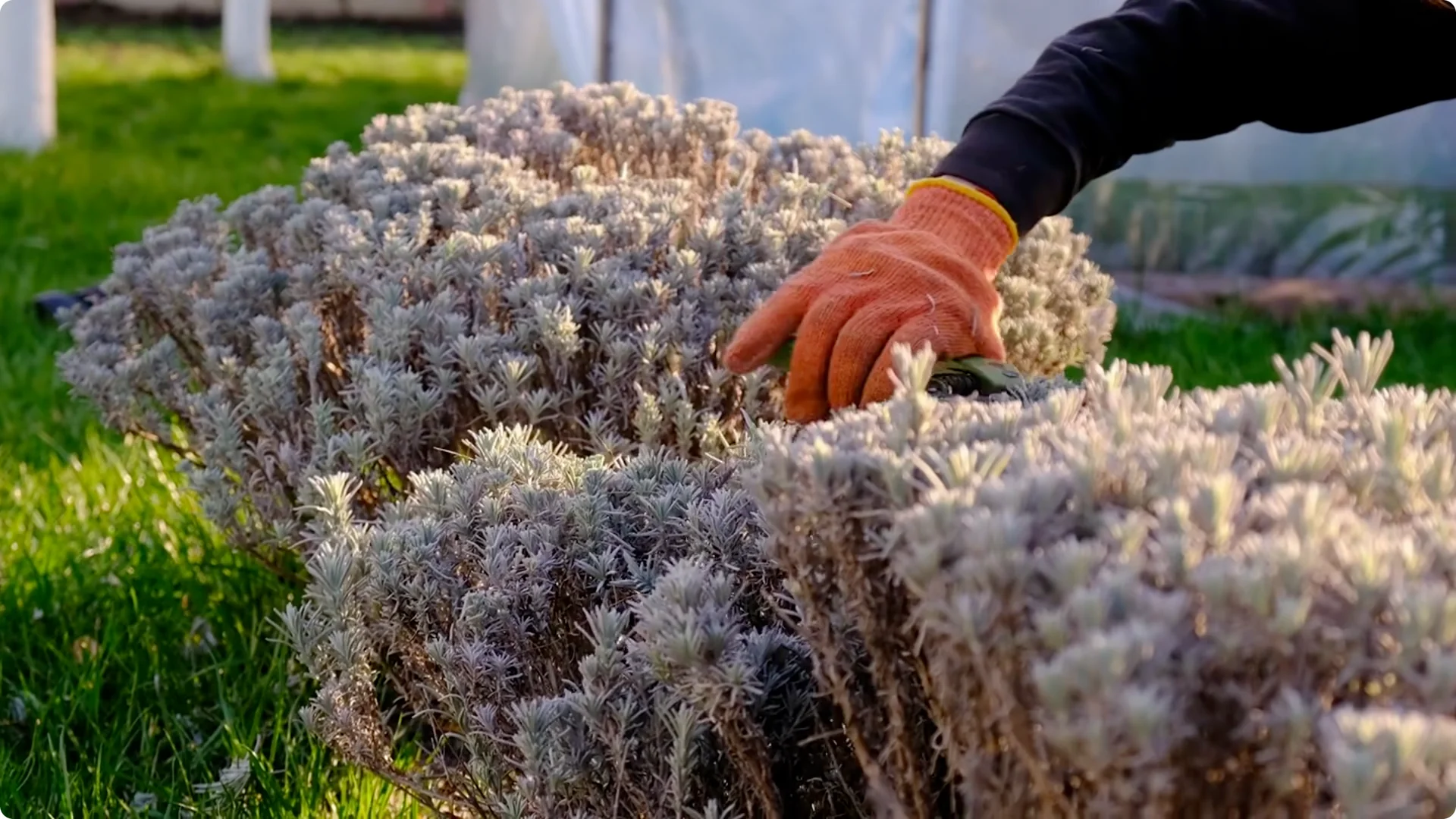 5 Mistakes You Must NEVER Make When Growing Lavender screenshot 10