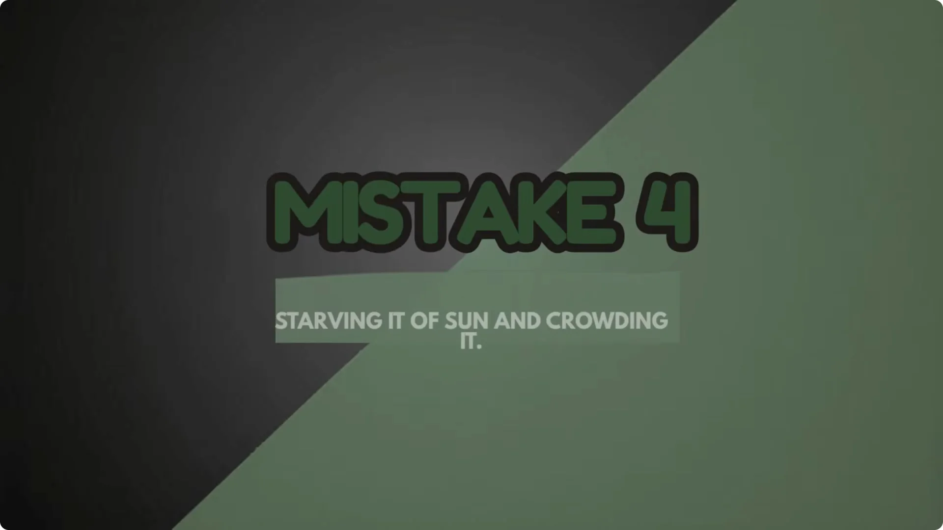 5 Mistakes You Must NEVER Make When Growing Lavender screenshot 11