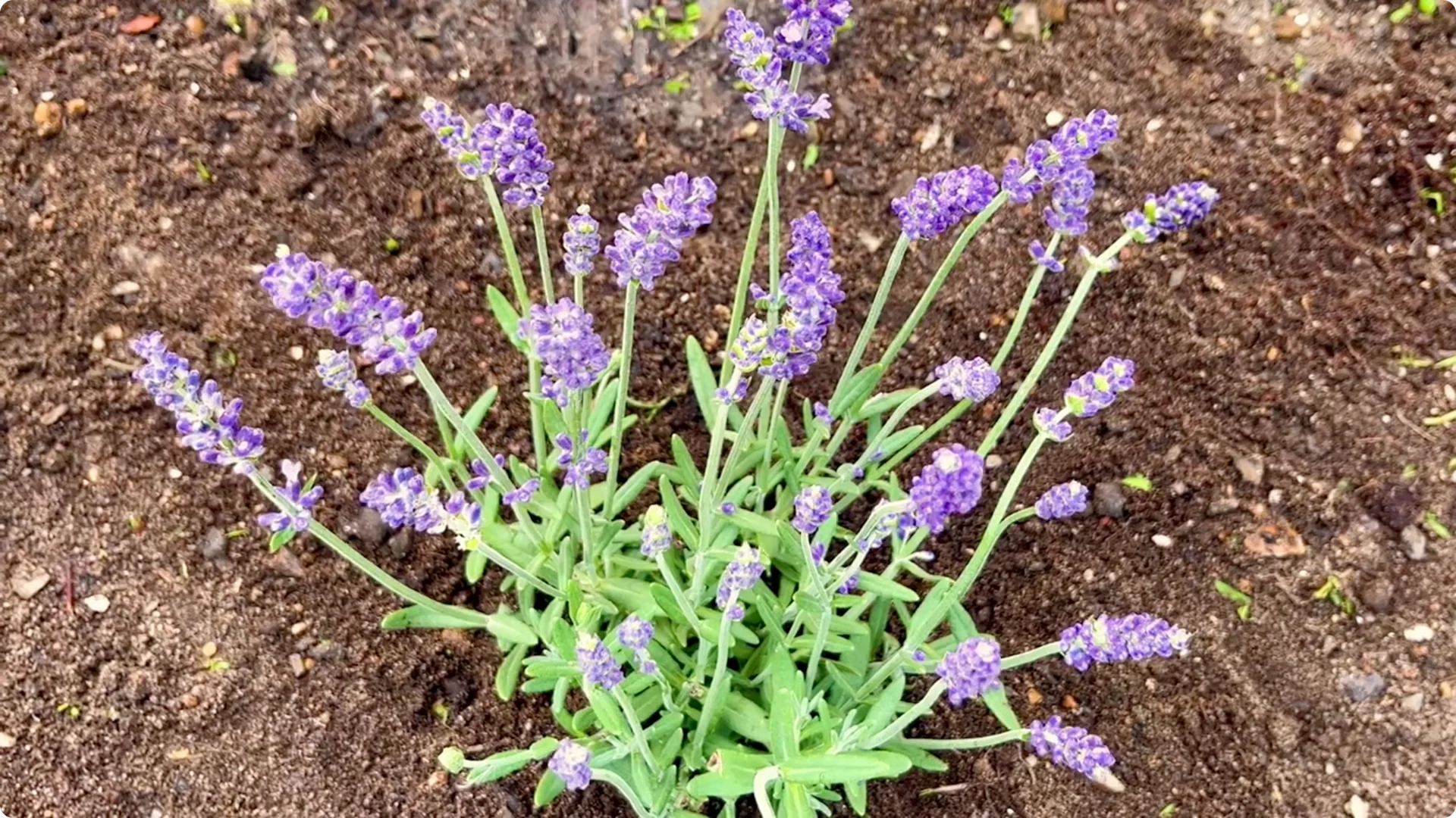 5 Mistakes You Must NEVER Make When Growing Lavender screenshot 4