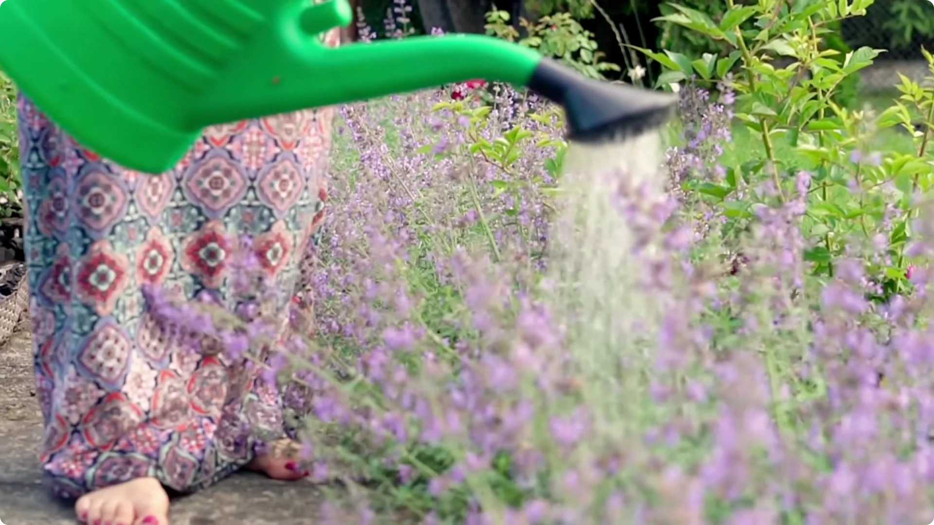 5 Mistakes You Must NEVER Make When Growing Lavender screenshot 5
