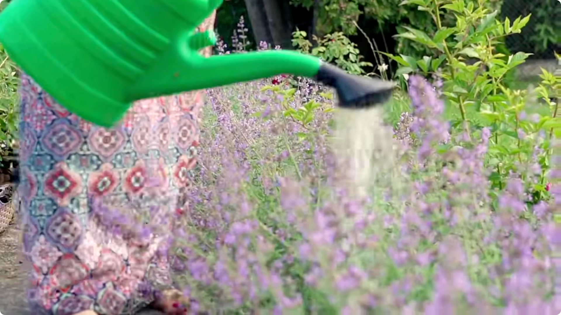 5 Mistakes You Must NEVER Make When Growing Lavender screenshot 6