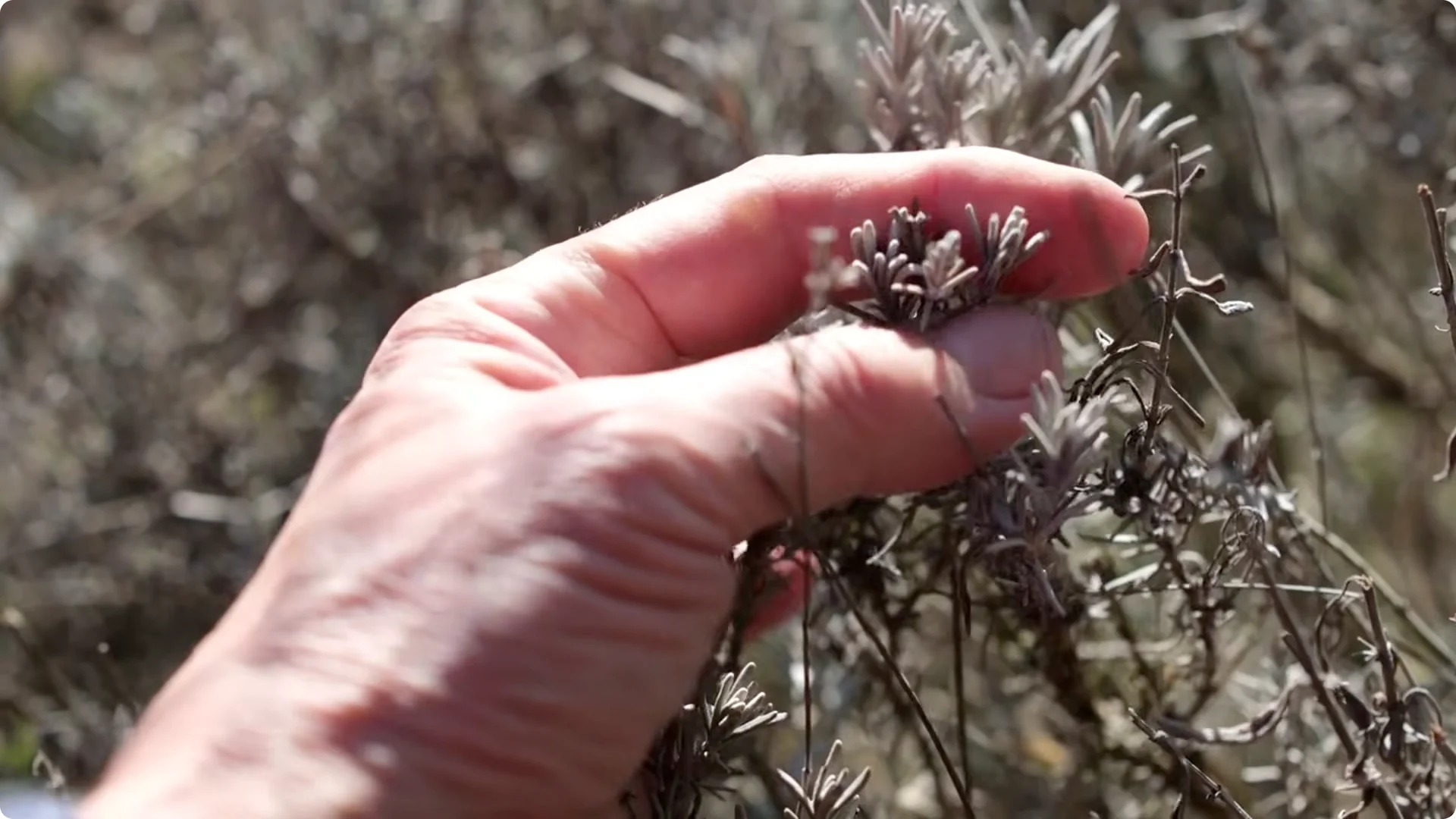 5 Mistakes You Must NEVER Make When Growing Lavender screenshot 9
