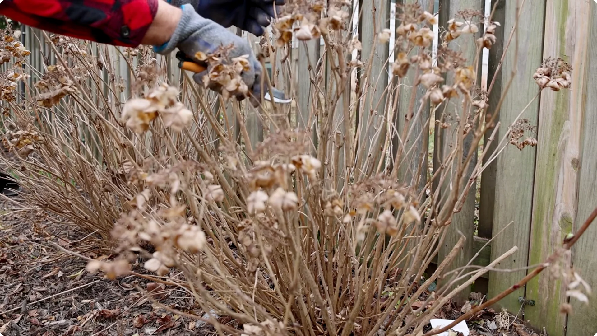 5 Natural Fertilizers That Work Instantly to revive Dead Hydrangeas screenshot 1