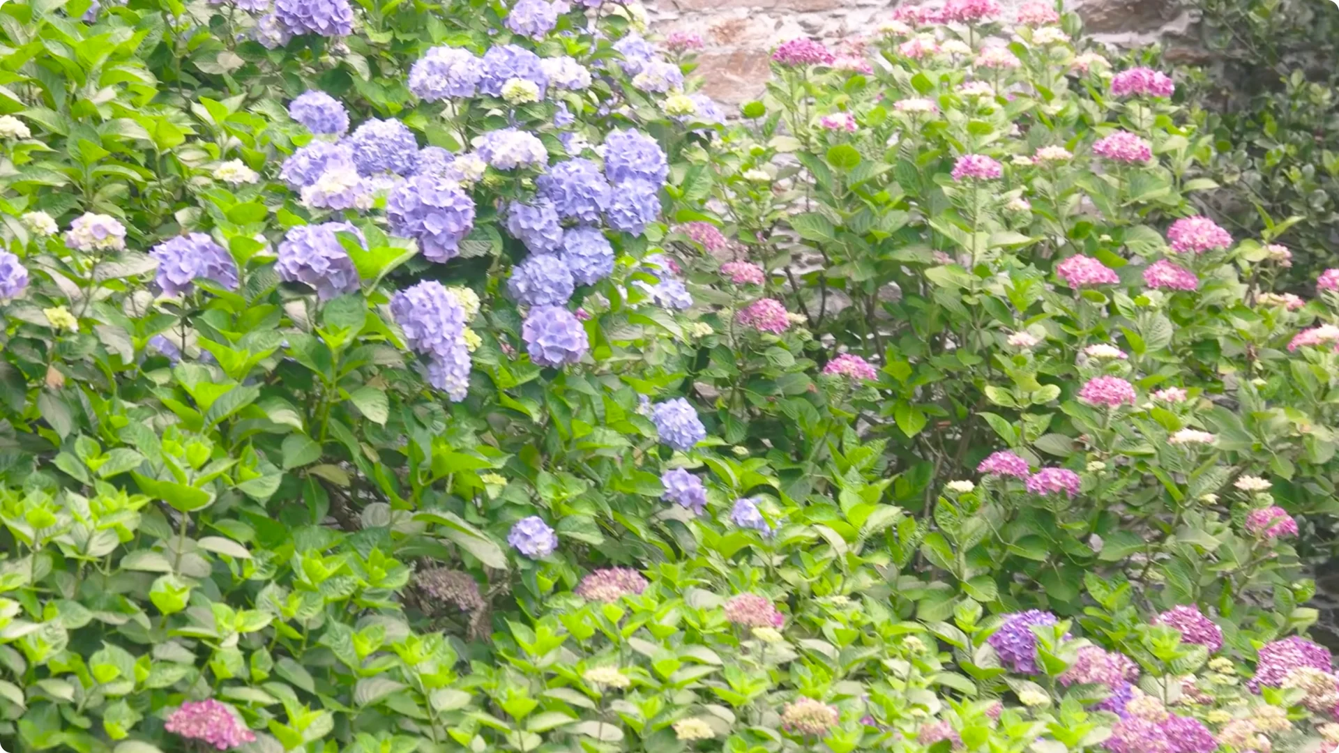 5 Natural Fertilizers That Work Instantly to revive Dead Hydrangeas screenshot 10
