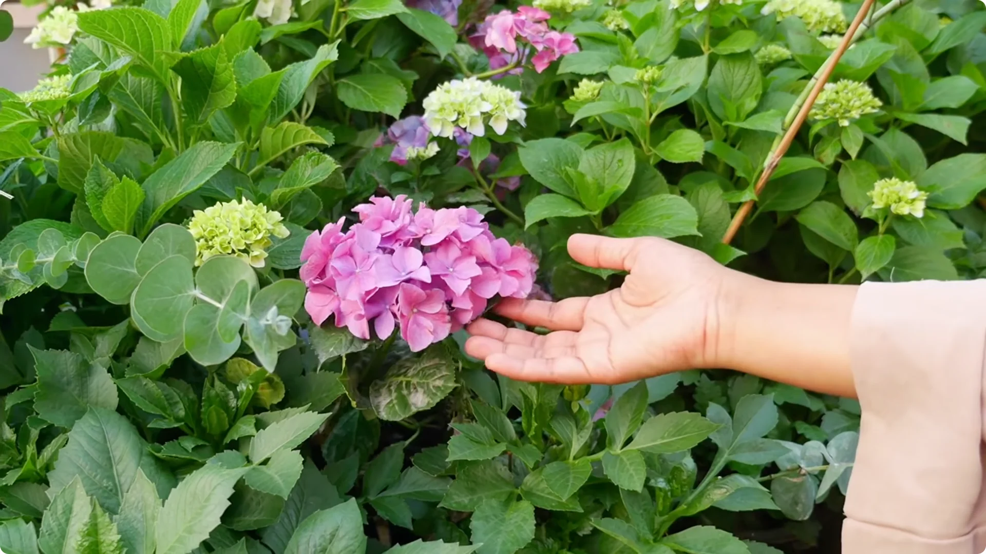 5 Natural Fertilizers That Work Instantly to revive Dead Hydrangeas screenshot 3