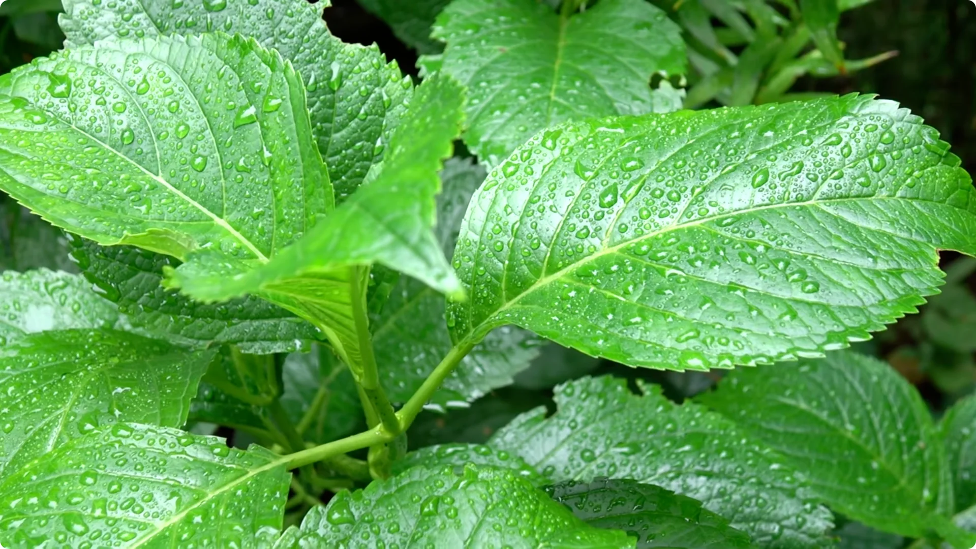 5 Natural Fertilizers That Work Instantly to revive Dead Hydrangeas screenshot 6