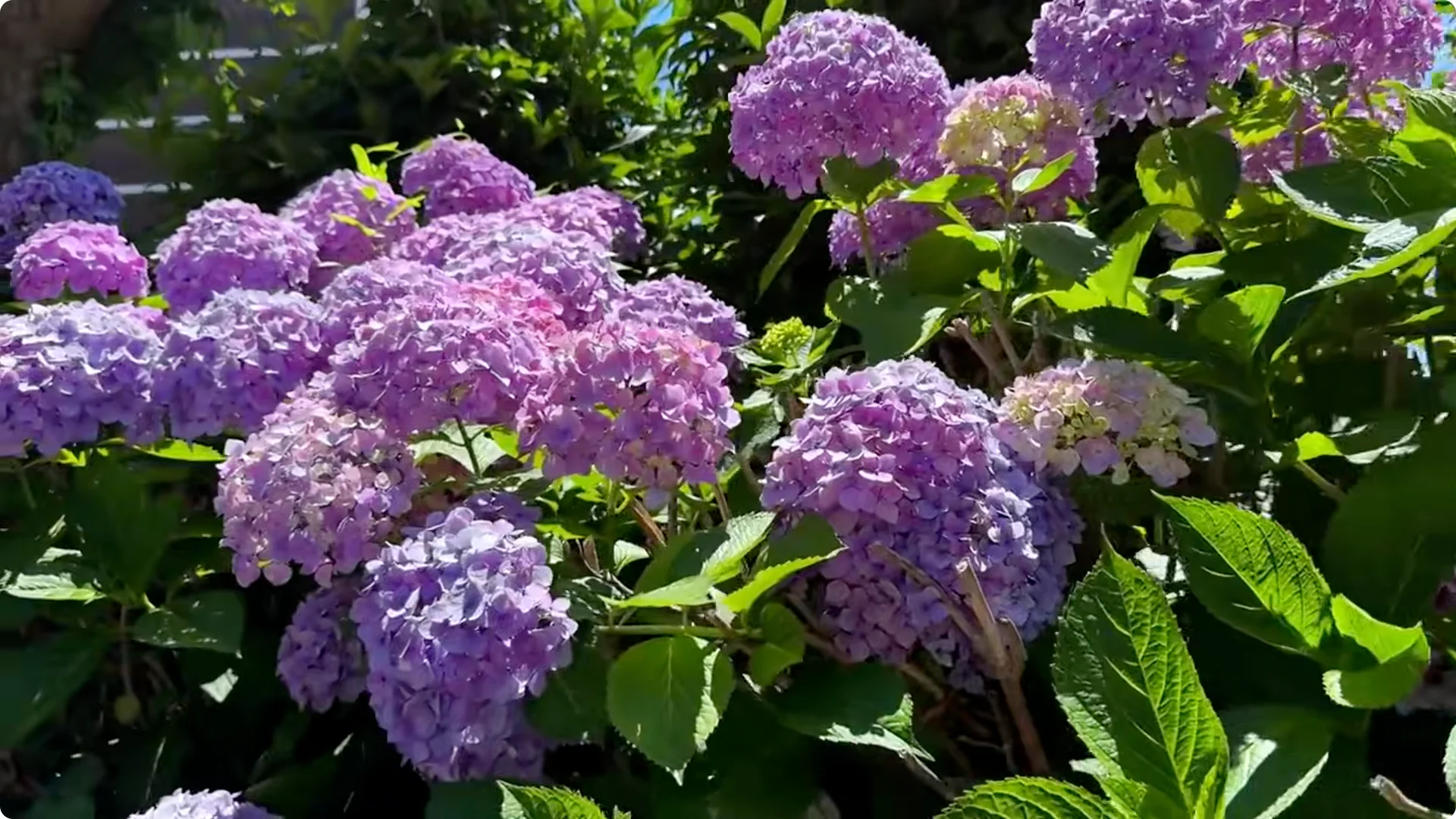 5 Natural Fertilizers That Work Instantly to revive Dead Hydrangeas screenshot 9