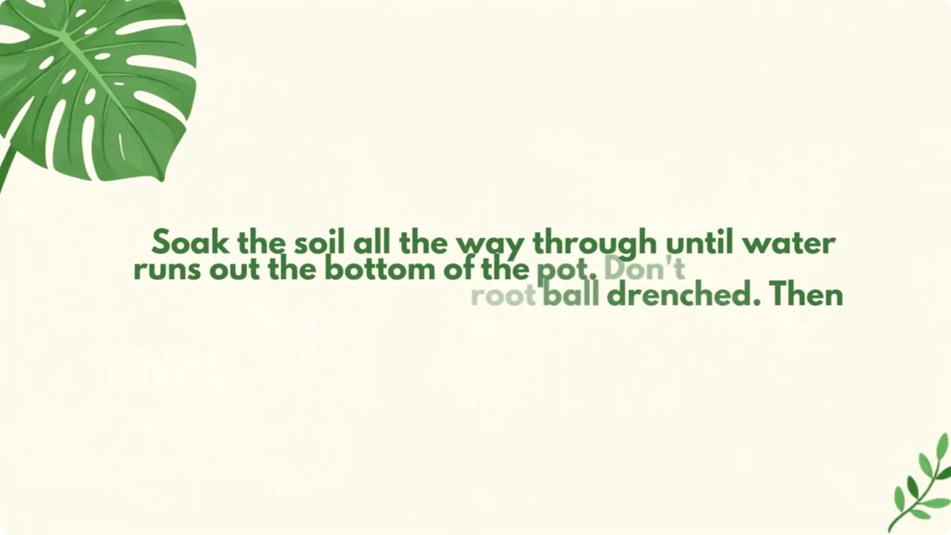5 Secrets to Growing Aloe Vera FAST and EASY screenshot 1