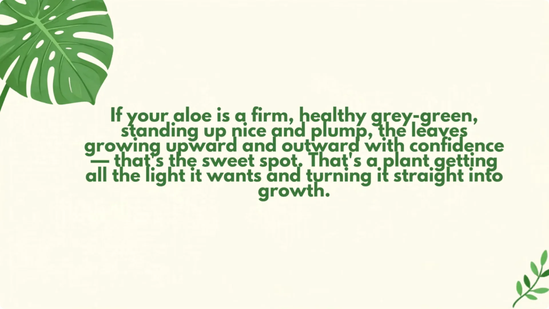5 Secrets to Growing Aloe Vera FAST and EASY screenshot 2