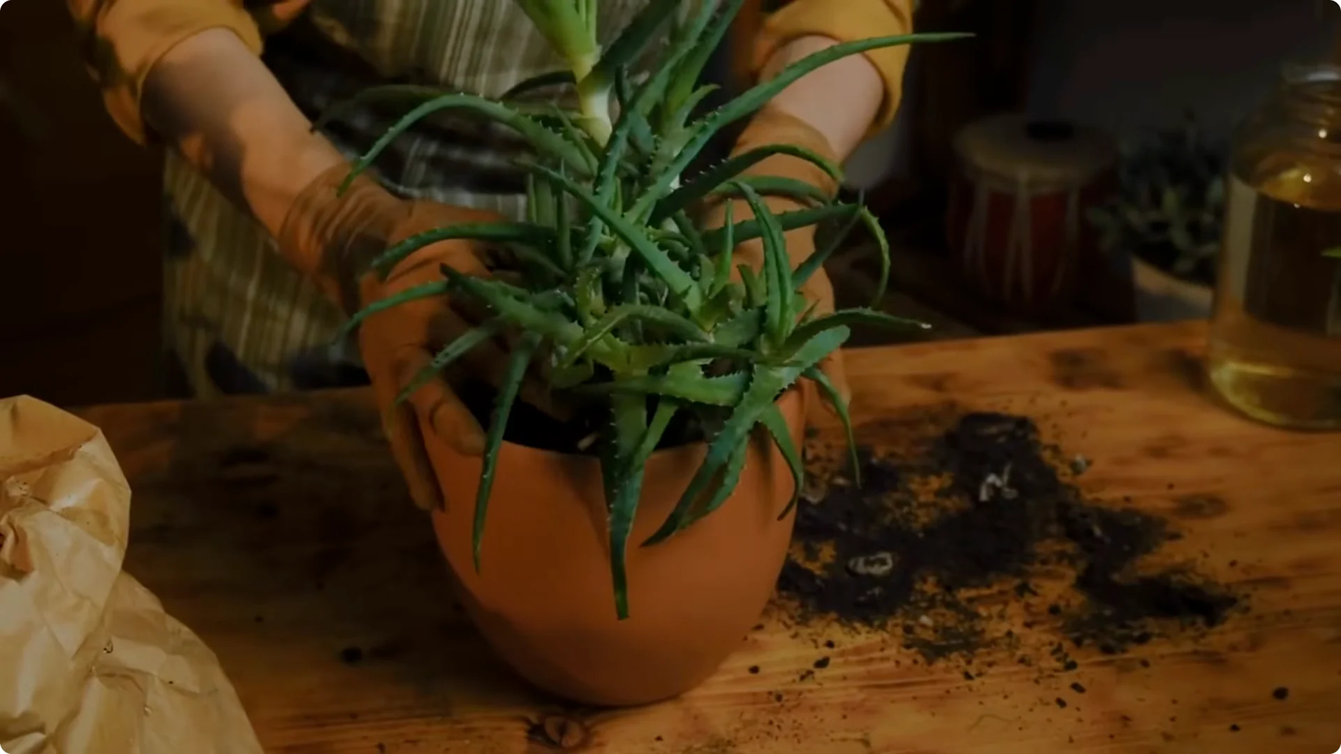 5 Secrets to Growing Aloe Vera FAST and EASY screenshot 3