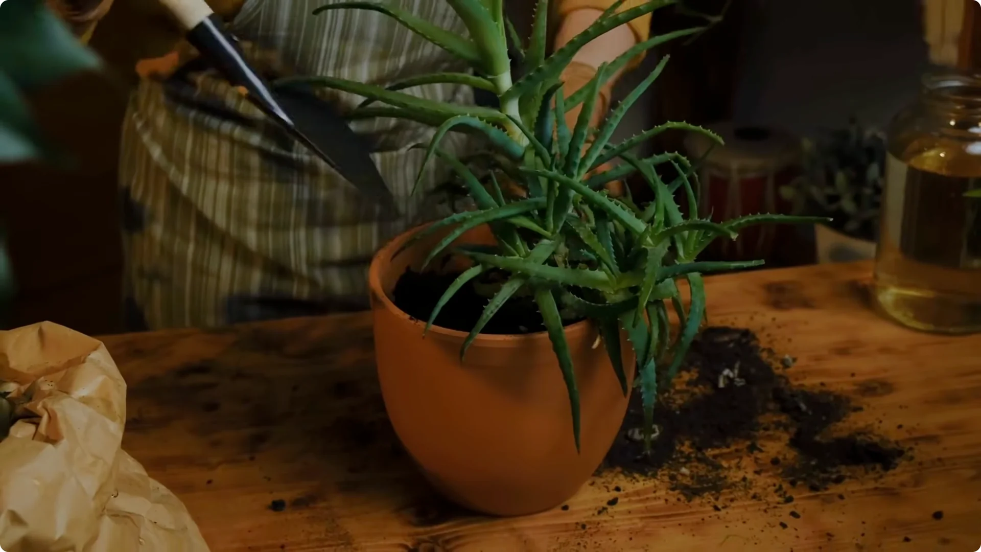 5 Secrets to Growing Aloe Vera FAST and EASY screenshot 5