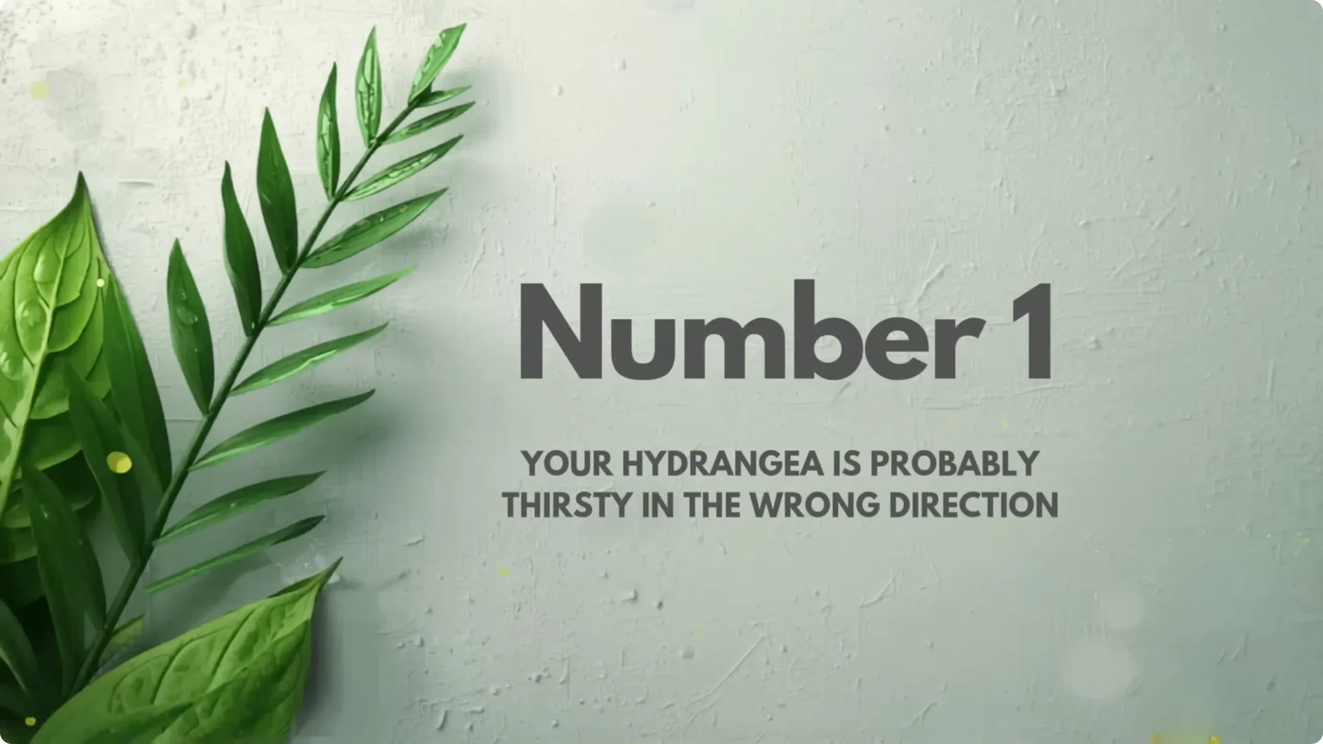 5 Secrets to Growing Hydrangeas That Never Die (Even If You Forget It) screenshot 1